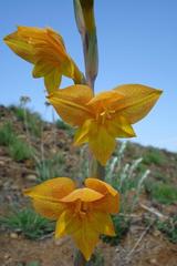 Gladiolus aurantiacus