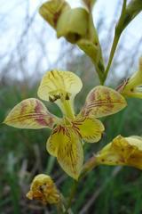 Gladiolus pardalinus