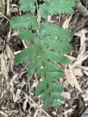 Microlepia marginata bipinnata