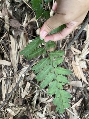 Microlepia marginata bipinnata