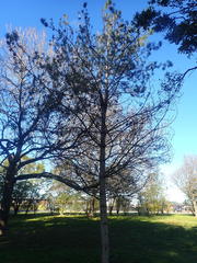 Pinus hwangshanensis