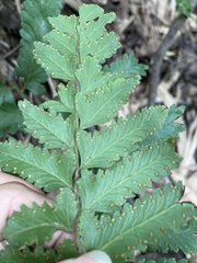 Microlepia marginata bipinnata