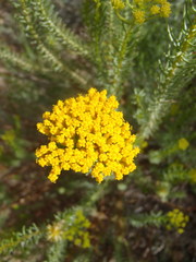 Athanasia vestita