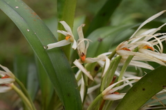 Maxillaria splendens