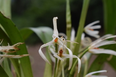 Maxillaria splendens