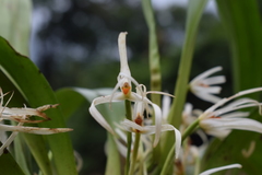 Maxillaria splendens
