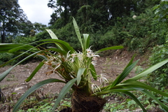 Maxillaria splendens