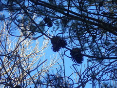 Pinus hwangshanensis
