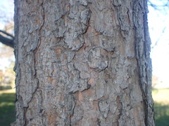 Pinus hwangshanensis