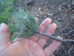 Pinus hwangshanensis