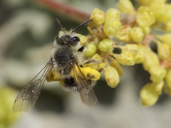 Cnemidandrena