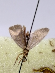 Celypha rufana