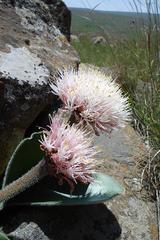 Haemanthus humilis hirsutus