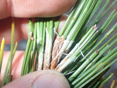 Pinus hwangshanensis