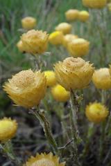 Helichrysum chionosphaerum