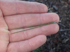 Pinus hwangshanensis