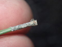 Pinus hwangshanensis