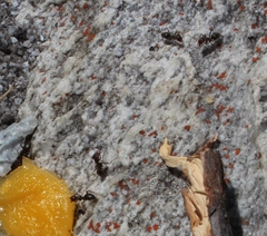 Anoplolepis steingroeveri