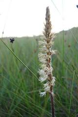 Holothrix scopularia