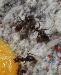 Anoplolepis steingroeveri