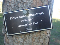 Pinus hwangshanensis