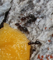 Anoplolepis steingroeveri