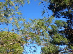 Pinus armandi