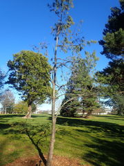 Pinus armandi