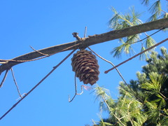 Pinus armandi