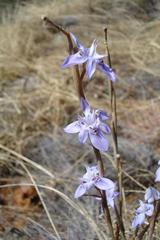 Moraea stricta