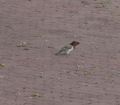 Lybius torquatus torquatus