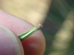 Pinus armandi
