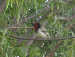 Lybius torquatus torquatus