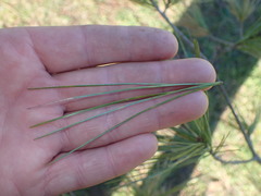 Pinus armandi