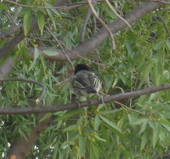 Lybius torquatus torquatus