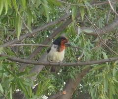 Lybius torquatus torquatus