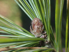 Pinus armandi