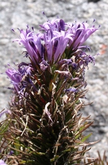 Merciera