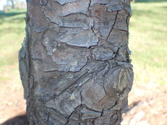 Pinus armandi