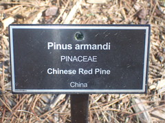 Pinus armandi