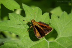 Hylephila phyleus phyleus