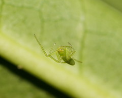 Cetratus