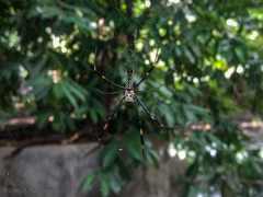 Trichonephila clavipes