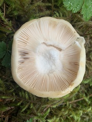 Russula crassotunicata