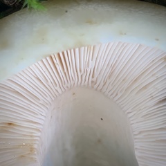 Russula crassotunicata