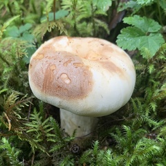 Russula crassotunicata