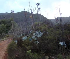 Cotyledon orbiculata spuria