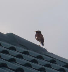 Acridotheres tristis tristis