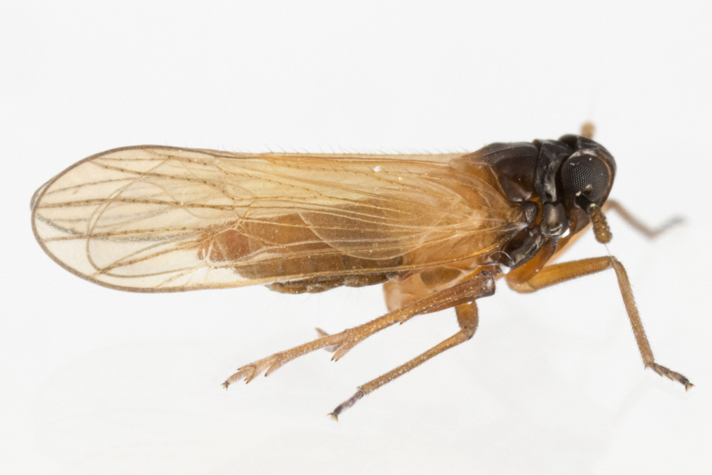 Penepissonotus bicolor