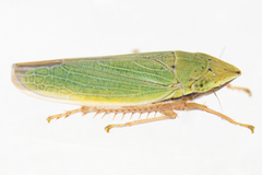 Draeculacephala balli